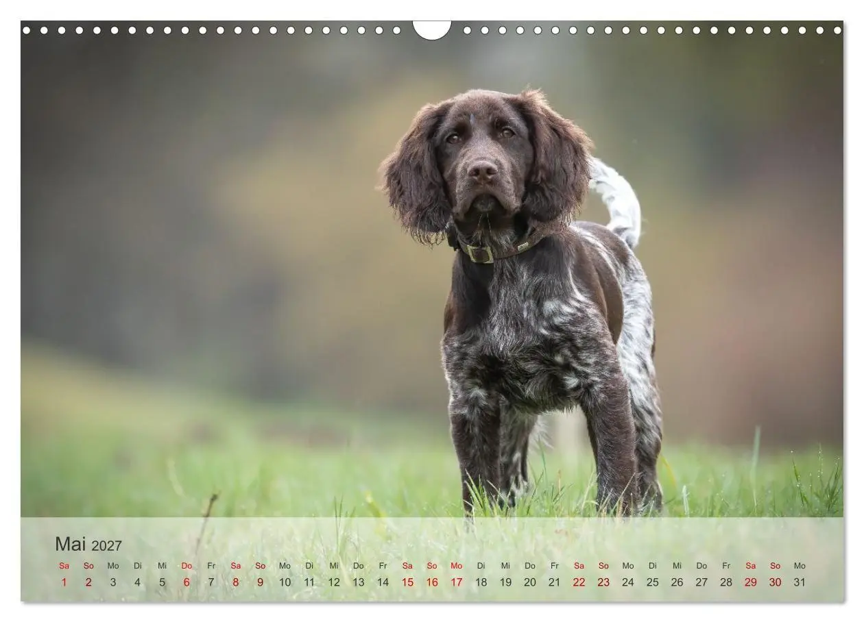 Bild: 9783569082298 | Treue Jagdgefährten Der kleine Münsterländer (Wandkalender 2027 DIN...