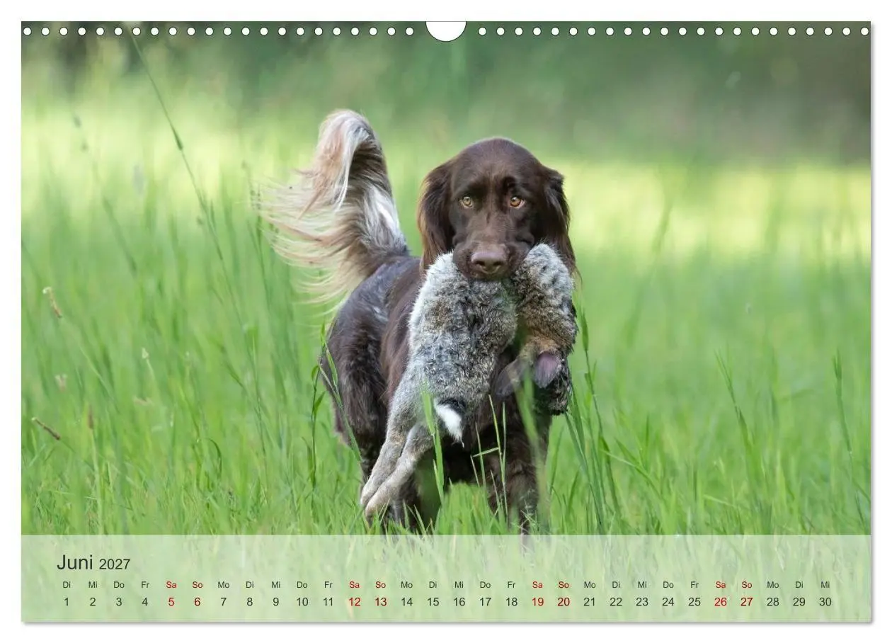 Bild: 9783569082298 | Treue Jagdgefährten Der kleine Münsterländer (Wandkalender 2027 DIN...