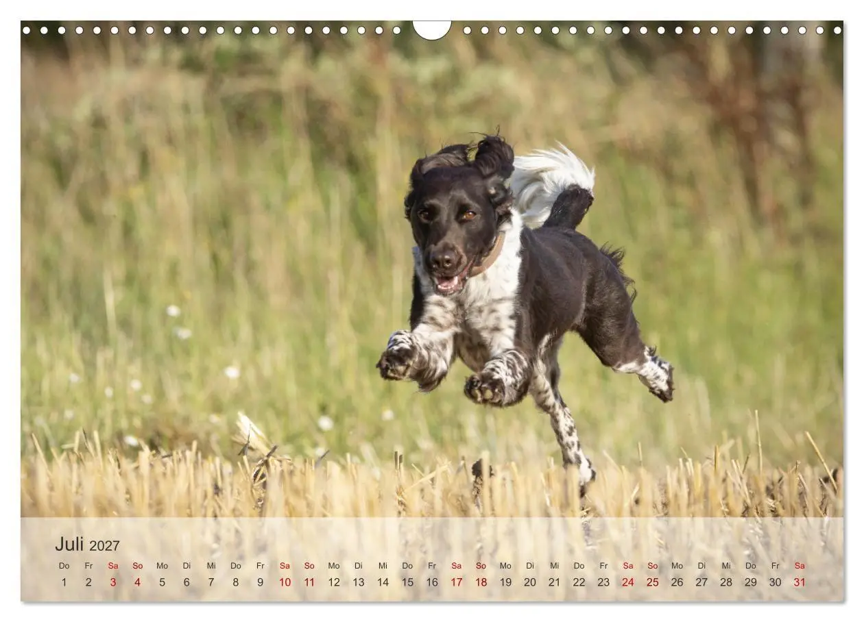 Bild: 9783569082298 | Treue Jagdgefährten Der kleine Münsterländer (Wandkalender 2027 DIN...