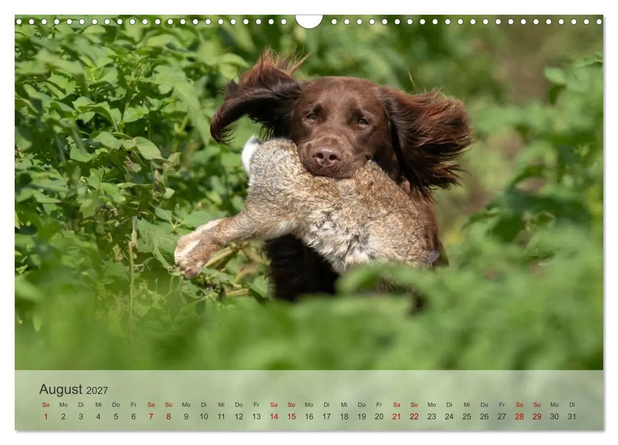 Bild: 9783569082298 | Treue Jagdgefährten Der kleine Münsterländer (Wandkalender 2027 DIN...