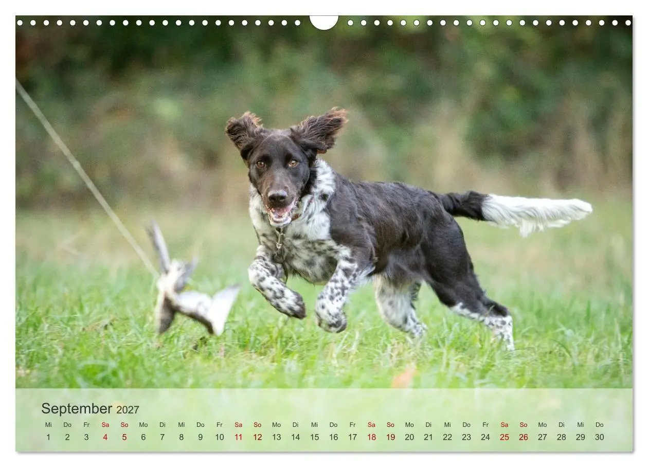 Bild: 9783569082298 | Treue Jagdgefährten Der kleine Münsterländer (Wandkalender 2027 DIN...