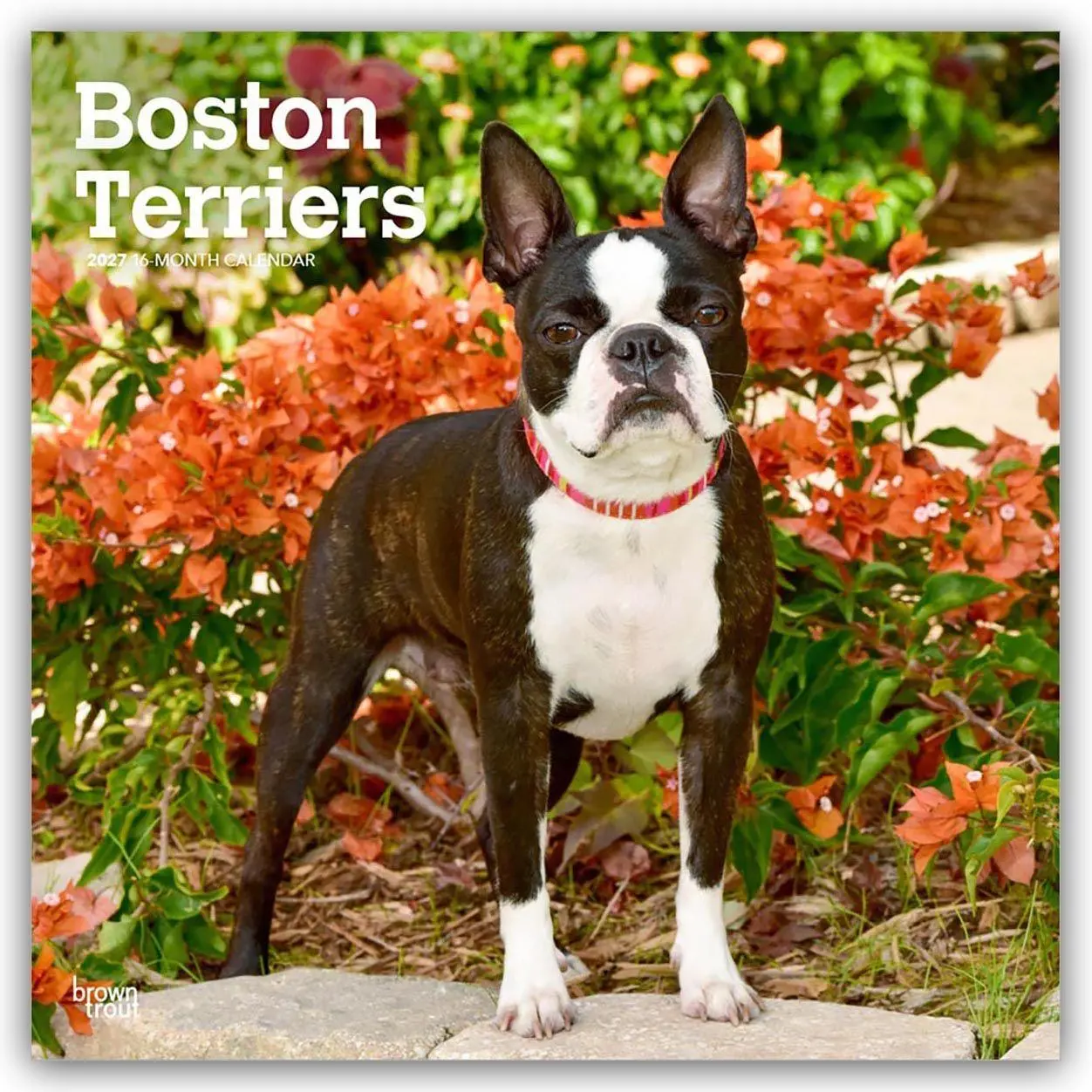 Cover: 9798330712298 | Boston Terriers 2027 - 16-Monatskalender | Browntrout Publishers