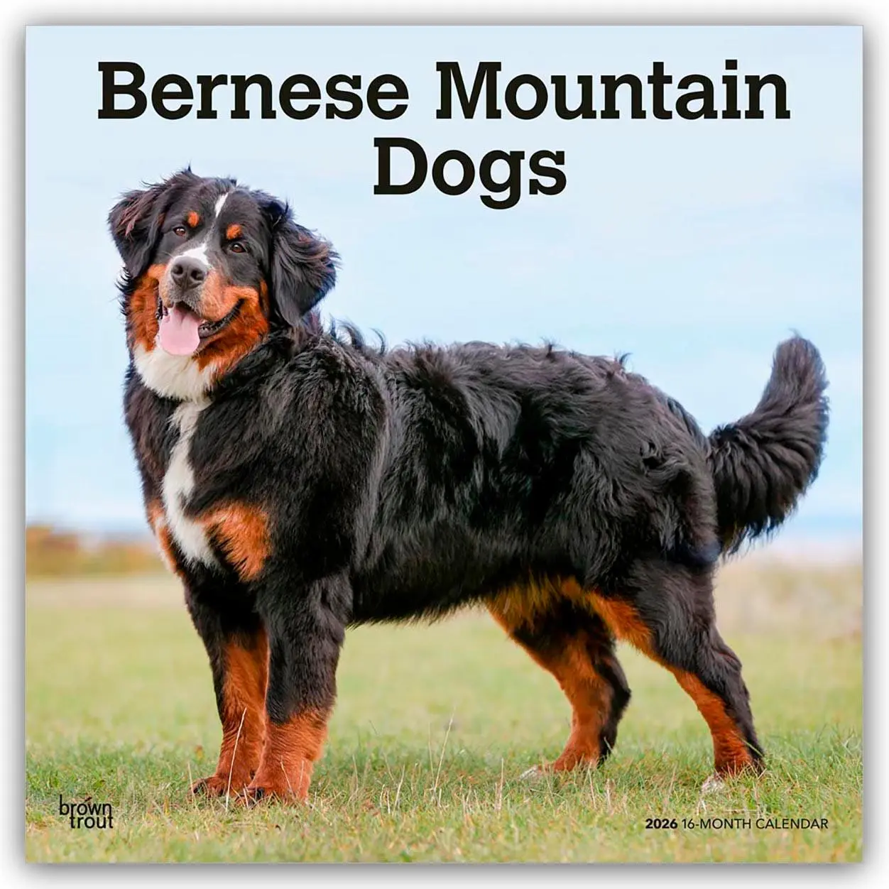 Cover: 9798330702398 | Bernese Mountain Dogs - Berner Sennenhund 2026 - 16-Monatskalender