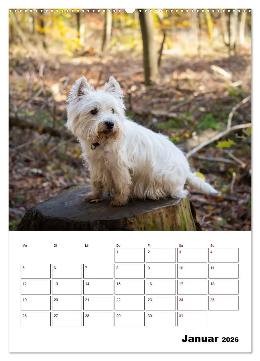 Bild: 9783516332698 | West Highland White Terrier - Herzensbrecher auf vier Pfoten...