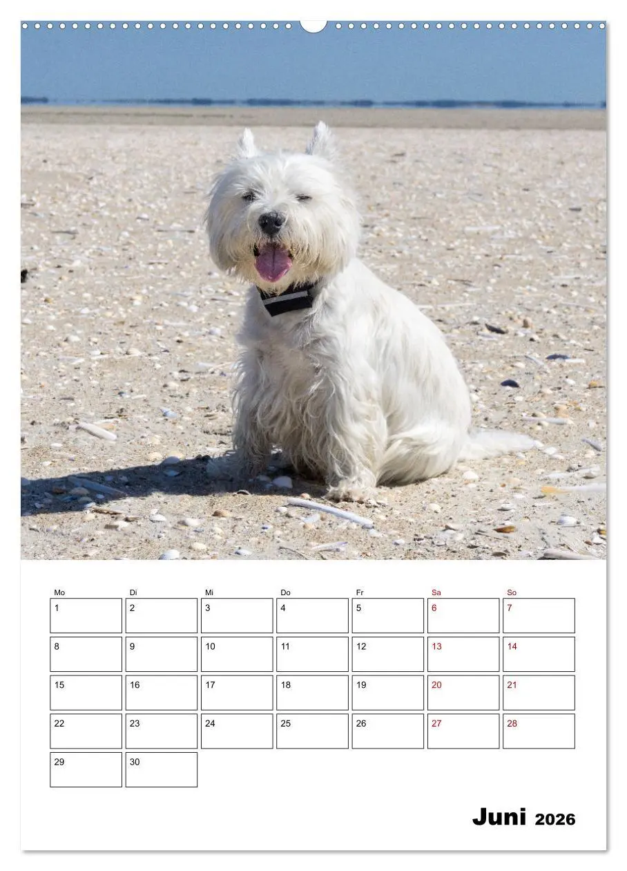 Bild: 9783516332698 | West Highland White Terrier - Herzensbrecher auf vier Pfoten...