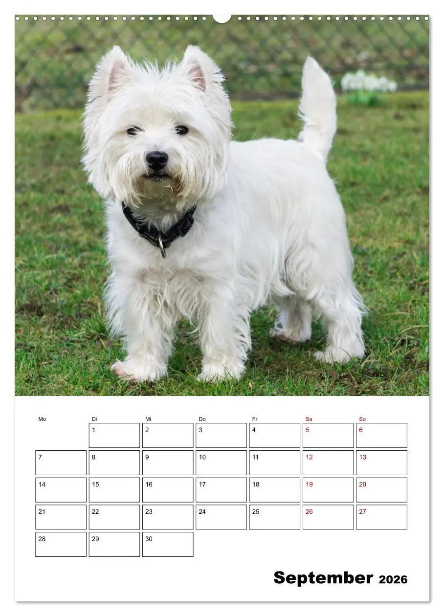 Bild: 9783516332698 | West Highland White Terrier - Herzensbrecher auf vier Pfoten...