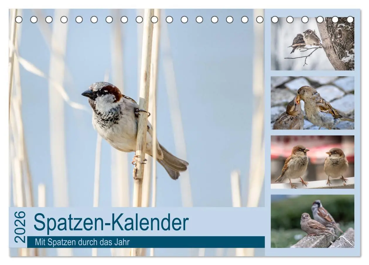 Cover: 9783516182798 | Spatzen-Kalender (Tischkalender 2026 DIN A5 quer), CALVENDO...