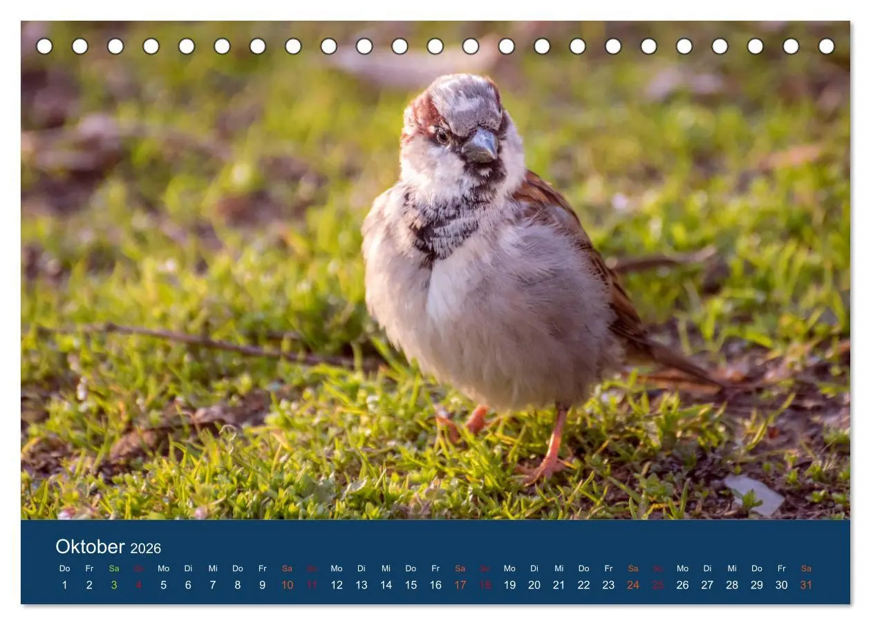 Bild: 9783516182798 | Spatzen-Kalender (Tischkalender 2026 DIN A5 quer), CALVENDO...