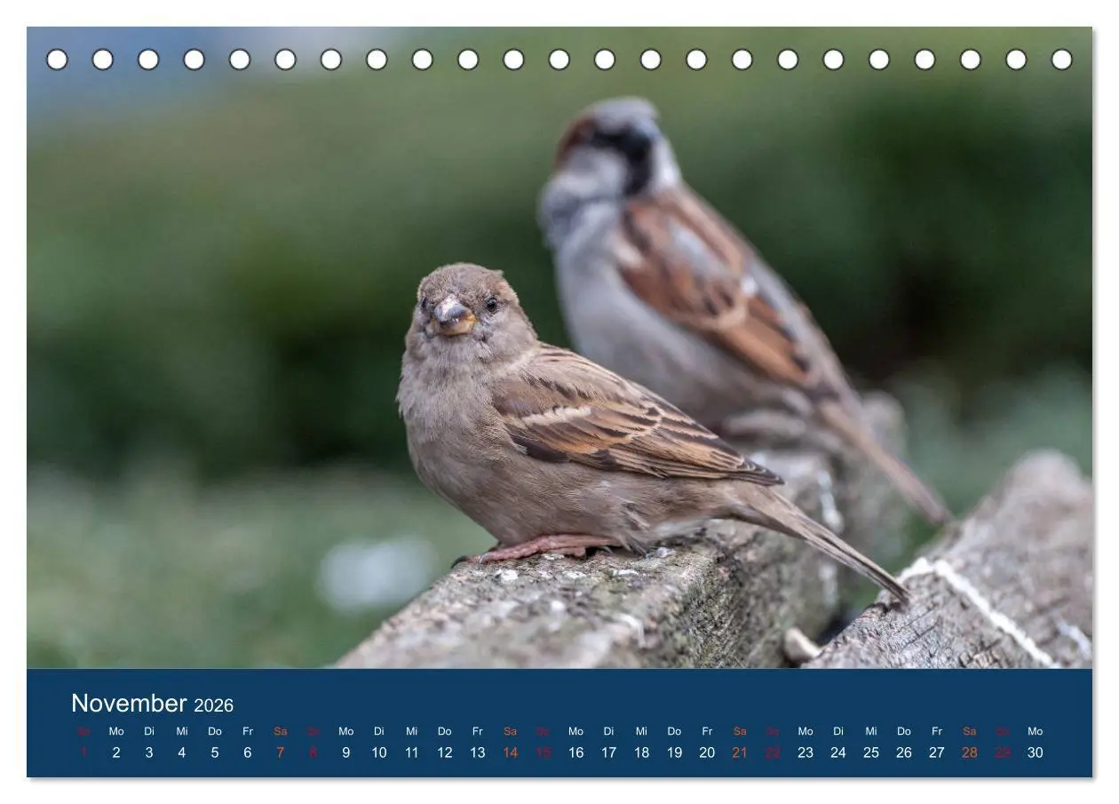 Bild: 9783516182798 | Spatzen-Kalender (Tischkalender 2026 DIN A5 quer), CALVENDO...