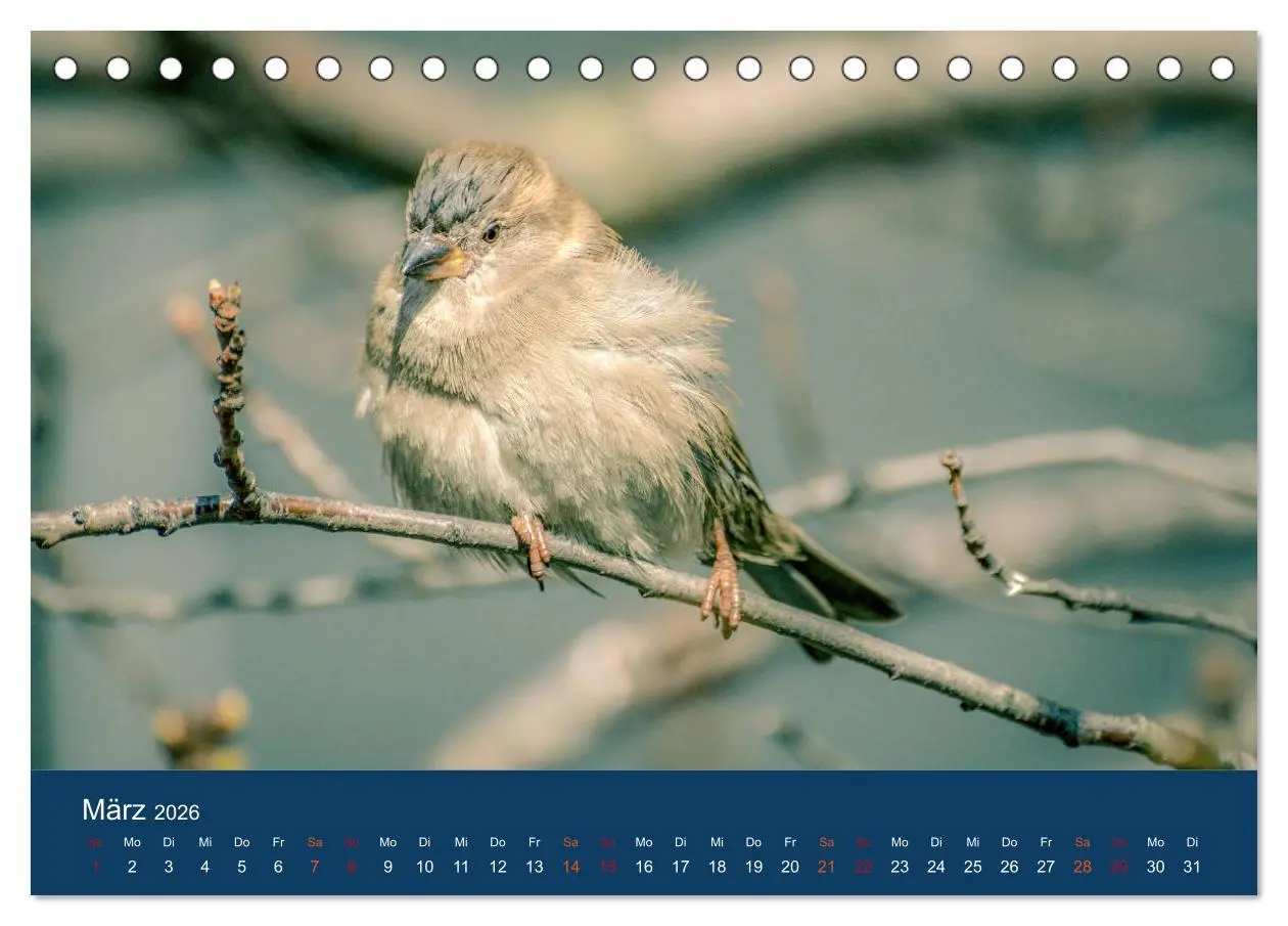 Bild: 9783516182798 | Spatzen-Kalender (Tischkalender 2026 DIN A5 quer), CALVENDO...