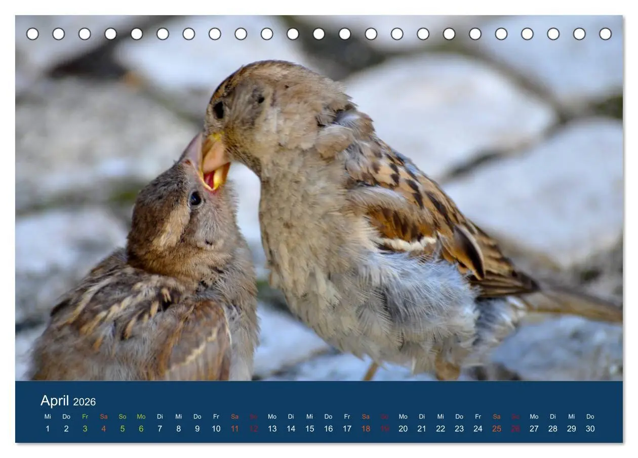 Bild: 9783516182798 | Spatzen-Kalender (Tischkalender 2026 DIN A5 quer), CALVENDO...