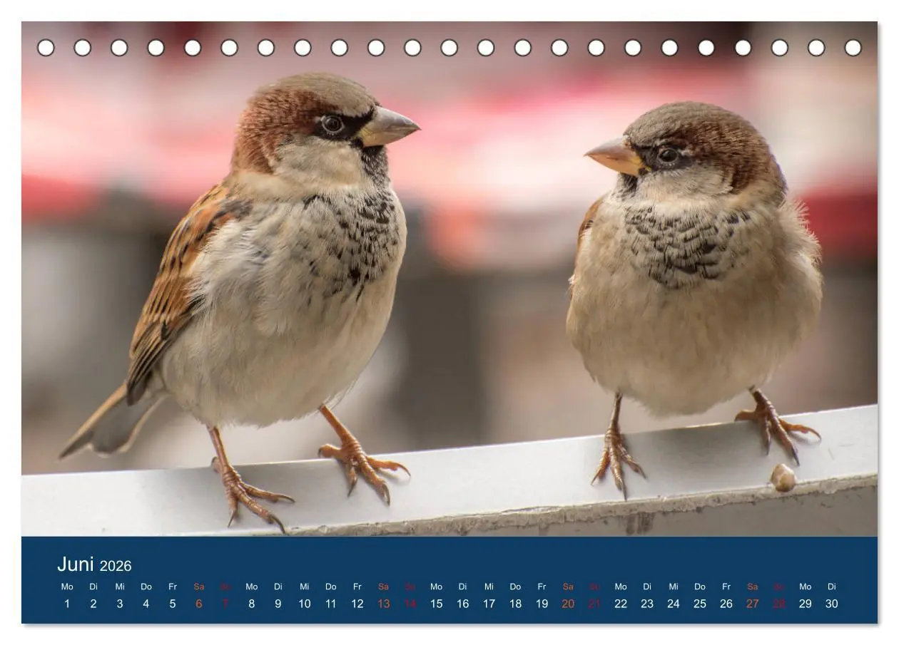 Bild: 9783516182798 | Spatzen-Kalender (Tischkalender 2026 DIN A5 quer), CALVENDO...