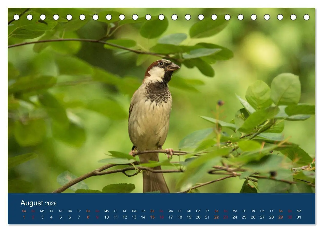 Bild: 9783516182798 | Spatzen-Kalender (Tischkalender 2026 DIN A5 quer), CALVENDO...