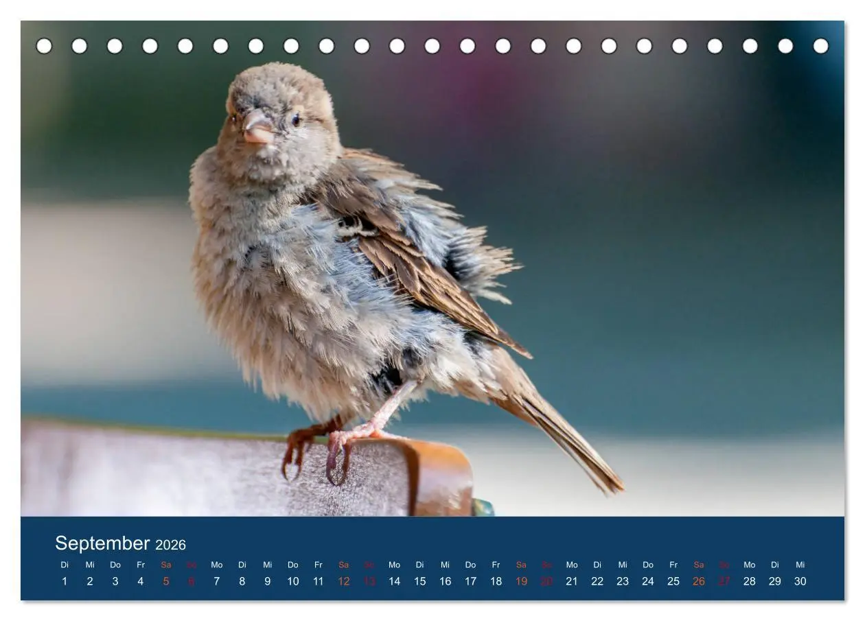 Bild: 9783516182798 | Spatzen-Kalender (Tischkalender 2026 DIN A5 quer), CALVENDO...