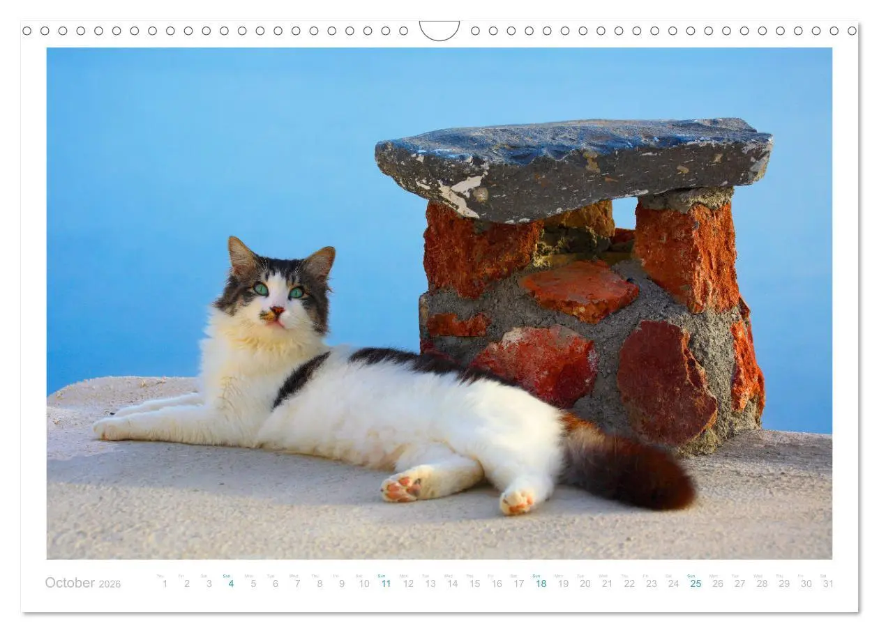 Bild: 9783516552898 | Cats of the Greek Islands (Wall Calendar 2026 DIN A3 landscape),...