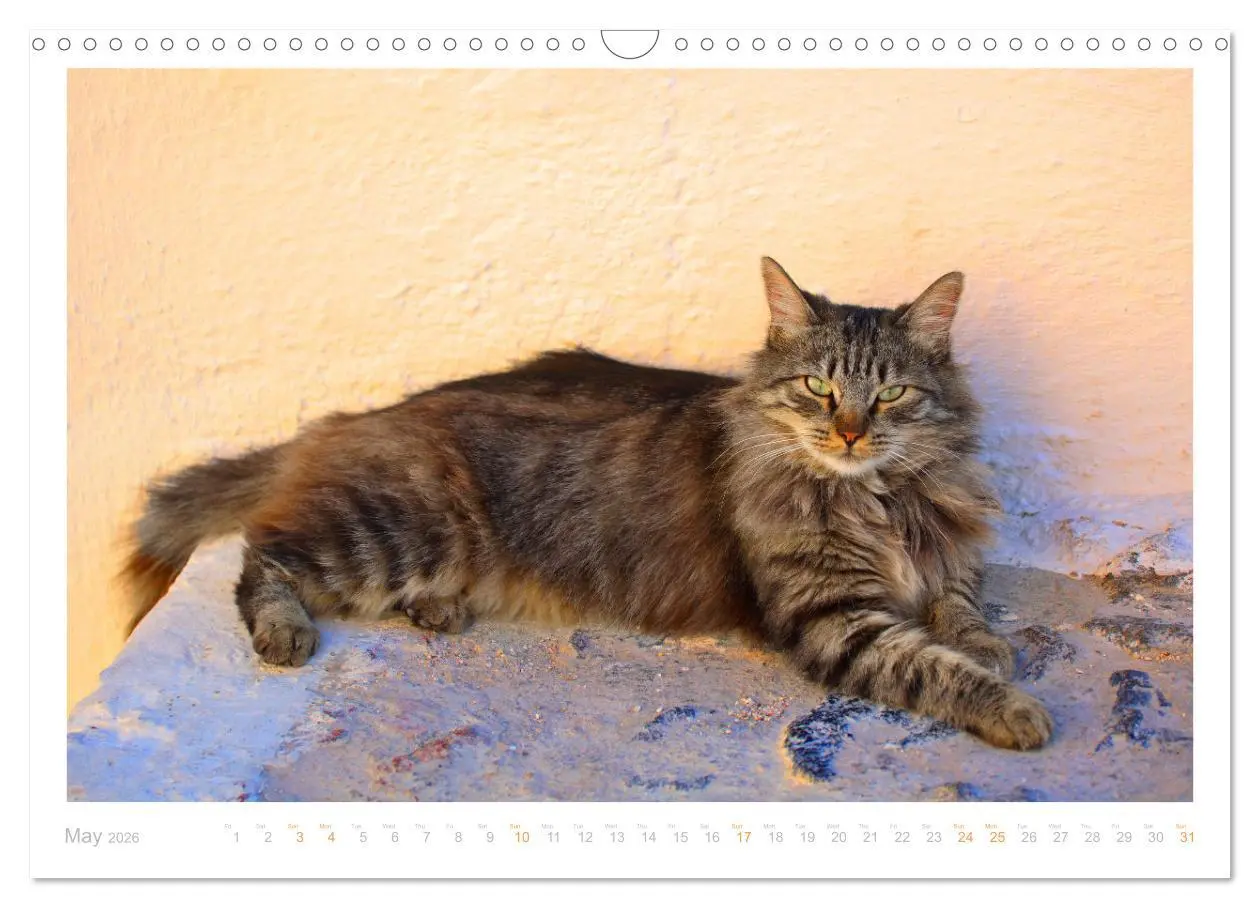 Bild: 9783516552898 | Cats of the Greek Islands (Wall Calendar 2026 DIN A3 landscape),...
