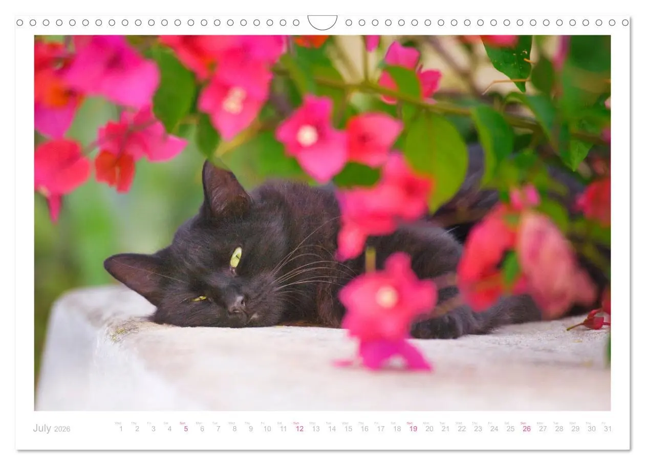 Bild: 9783516552898 | Cats of the Greek Islands (Wall Calendar 2026 DIN A3 landscape),...