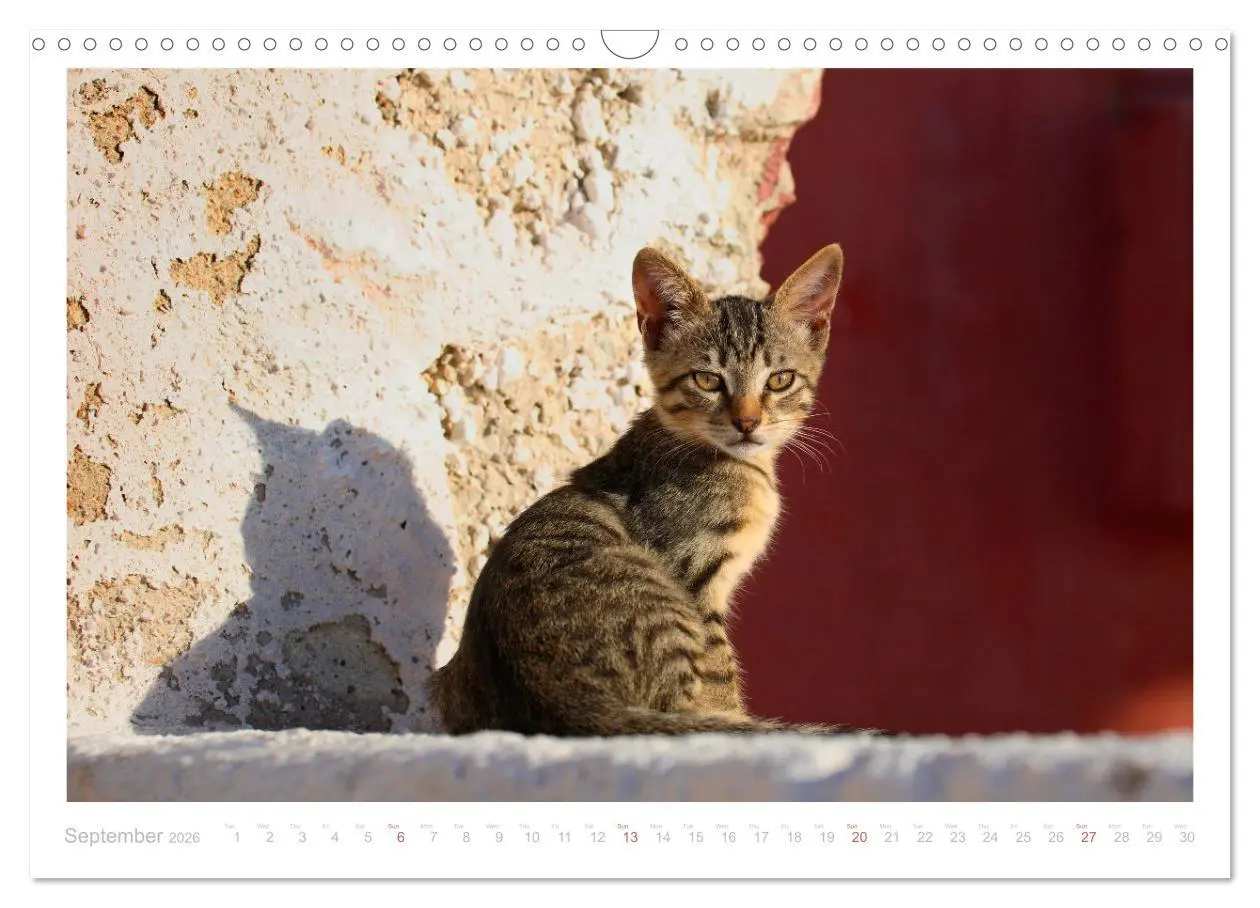 Bild: 9783516552898 | Cats of the Greek Islands (Wall Calendar 2026 DIN A3 landscape),...