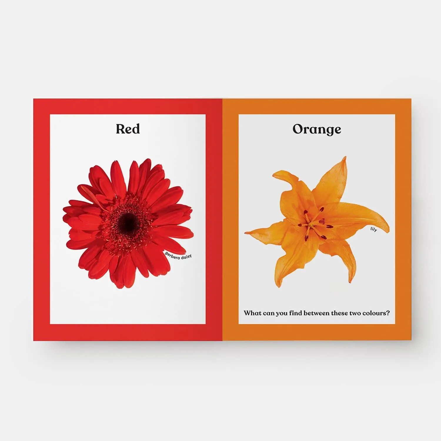 Bild: 9781838662998 | Rainbows in Bloom | Discovering Colours with Flowers | Putnam (u. a.)