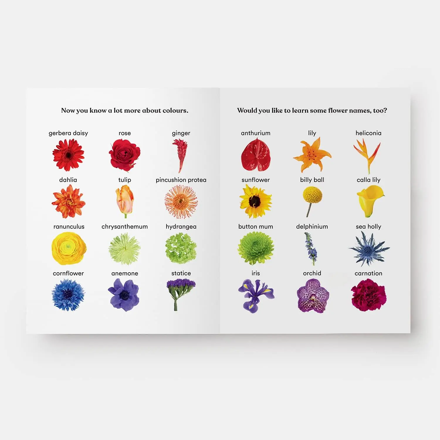 Bild: 9781838662998 | Rainbows in Bloom | Discovering Colours with Flowers | Putnam (u. a.)