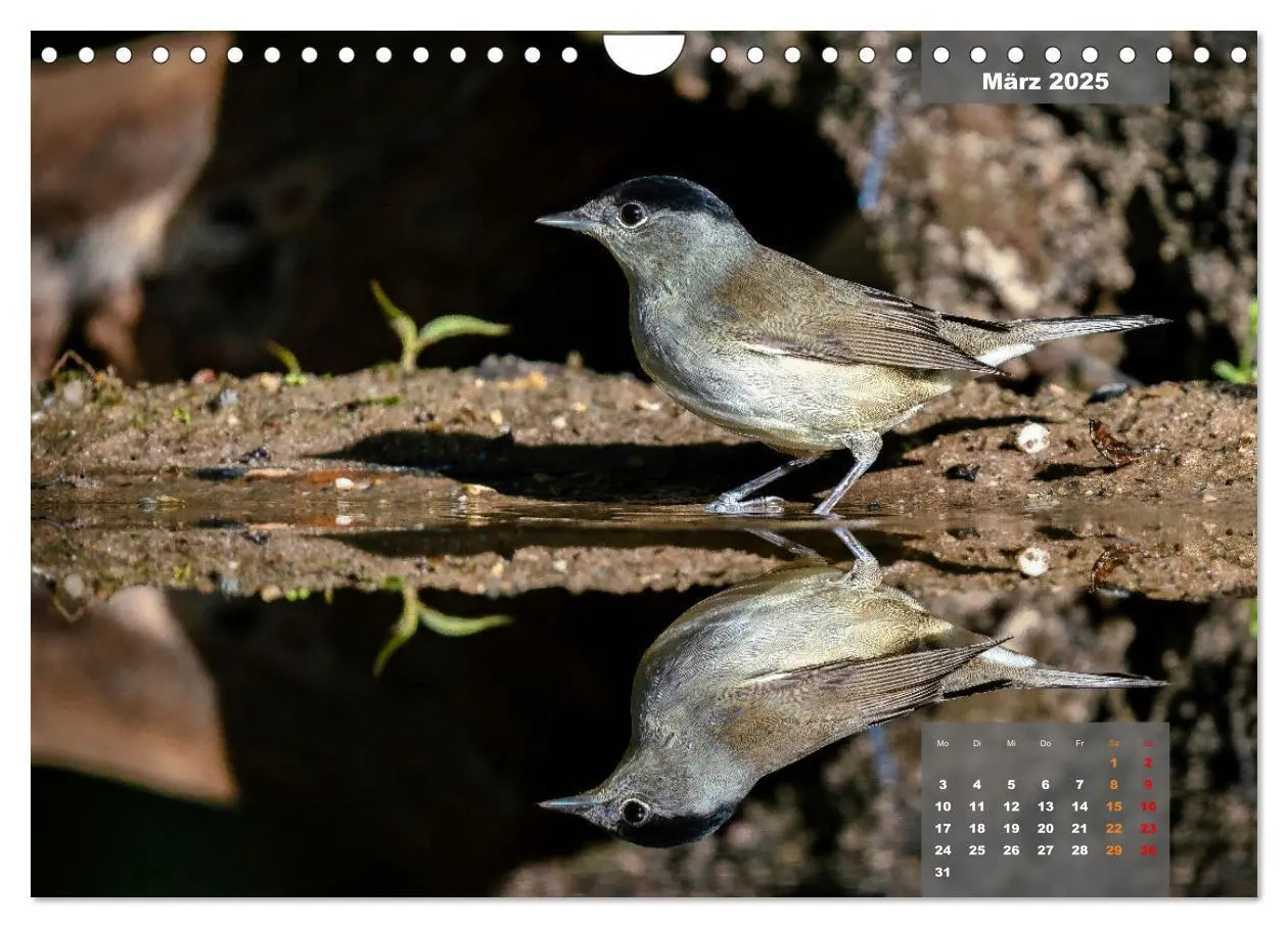 Bild: 9783383962998 | SINGVÖGEL - Die prächtigen Sänger in schönem Ambiente (Wandkalender...
