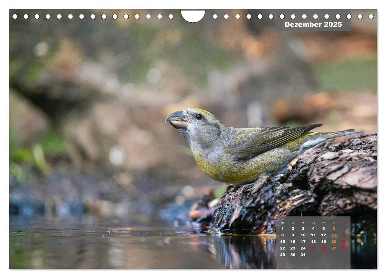 Bild: 9783383962998 | SINGVÖGEL - Die prächtigen Sänger in schönem Ambiente (Wandkalender...