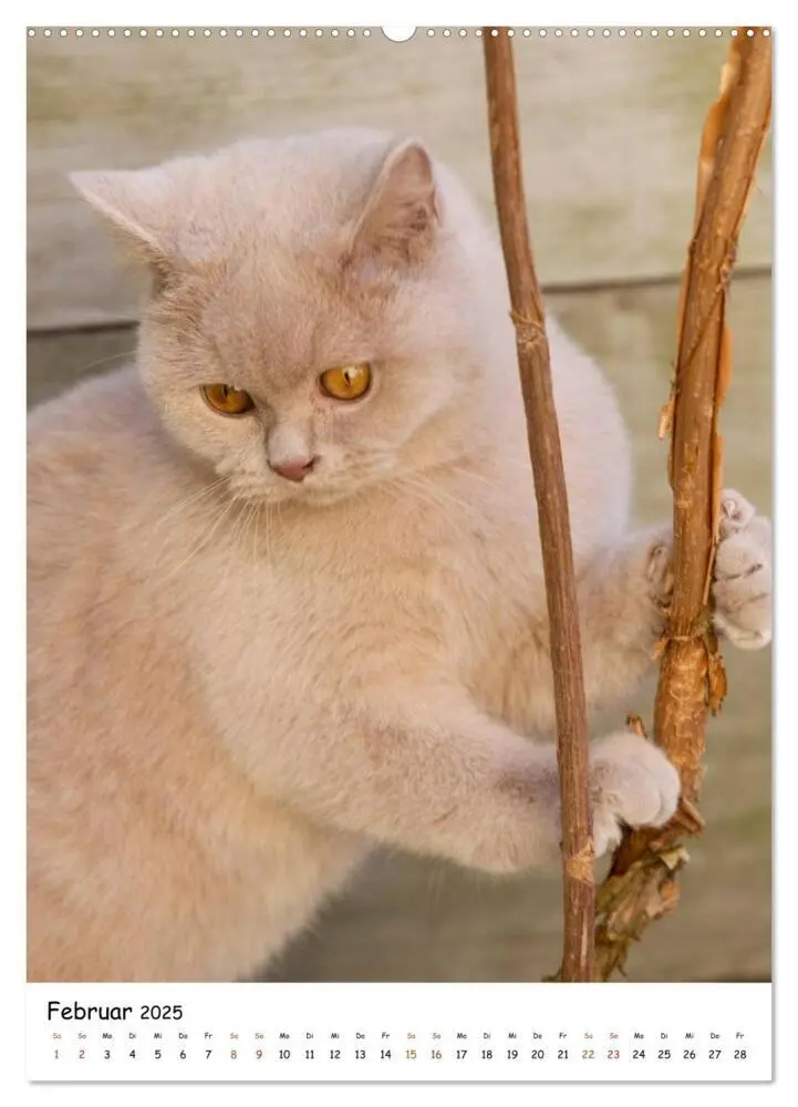 Bild: 9783457072998 | bezaubernde Britisch Kurzhaar Katzen (Wandkalender 2025 DIN A2...