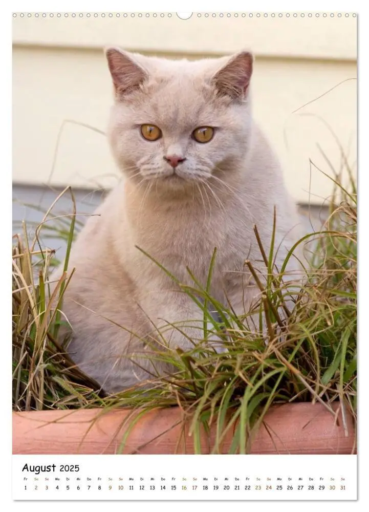 Bild: 9783457072998 | bezaubernde Britisch Kurzhaar Katzen (Wandkalender 2025 DIN A2...