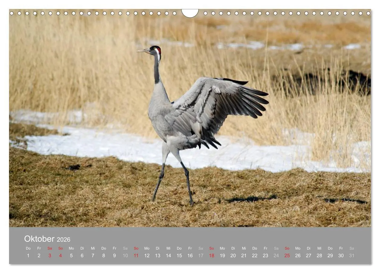 Bild: 9783516092998 | Kraniche in Vorpommern (Wandkalender 2026 DIN A3 quer), CALVENDO...