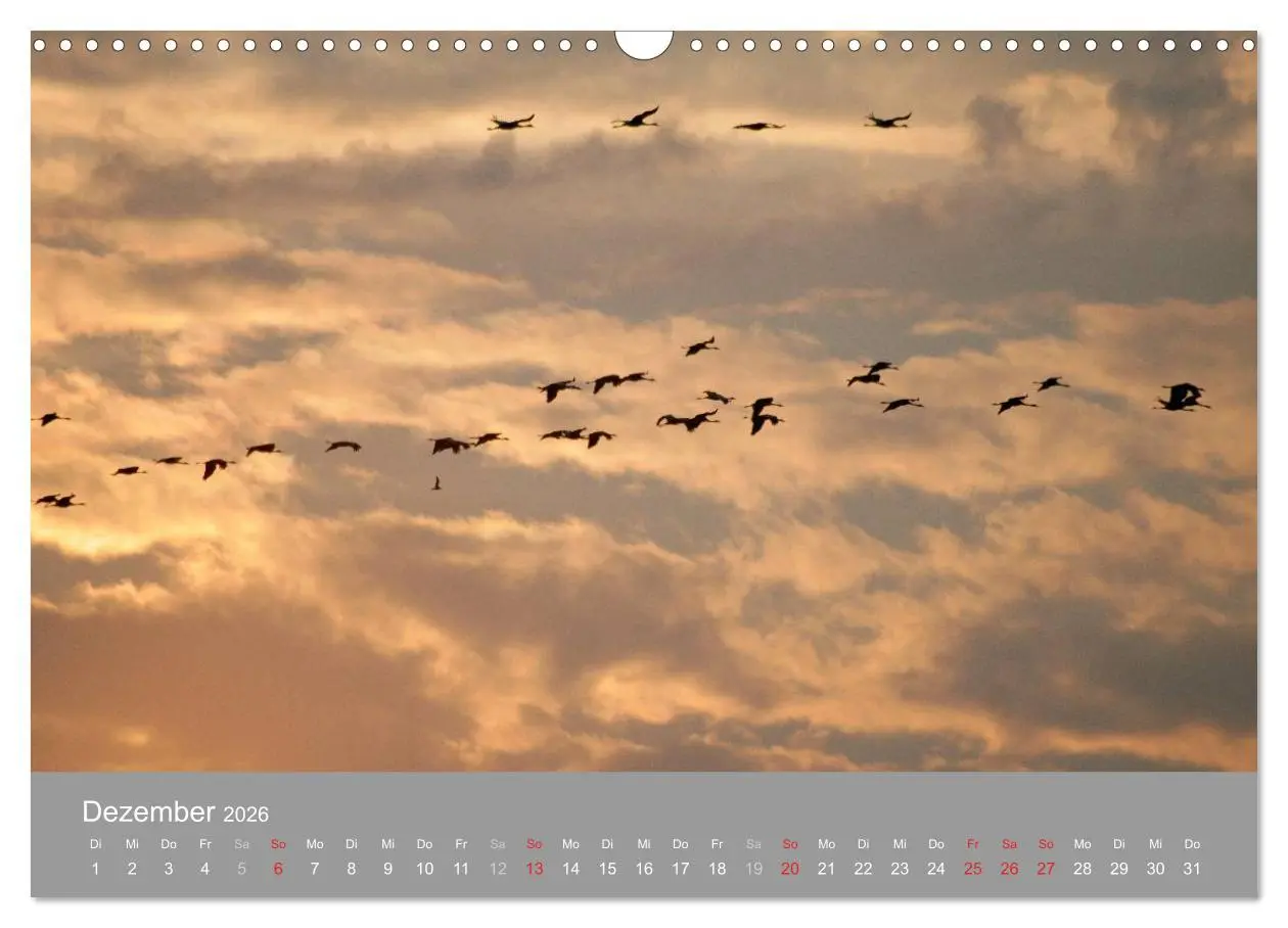 Bild: 9783516092998 | Kraniche in Vorpommern (Wandkalender 2026 DIN A3 quer), CALVENDO...