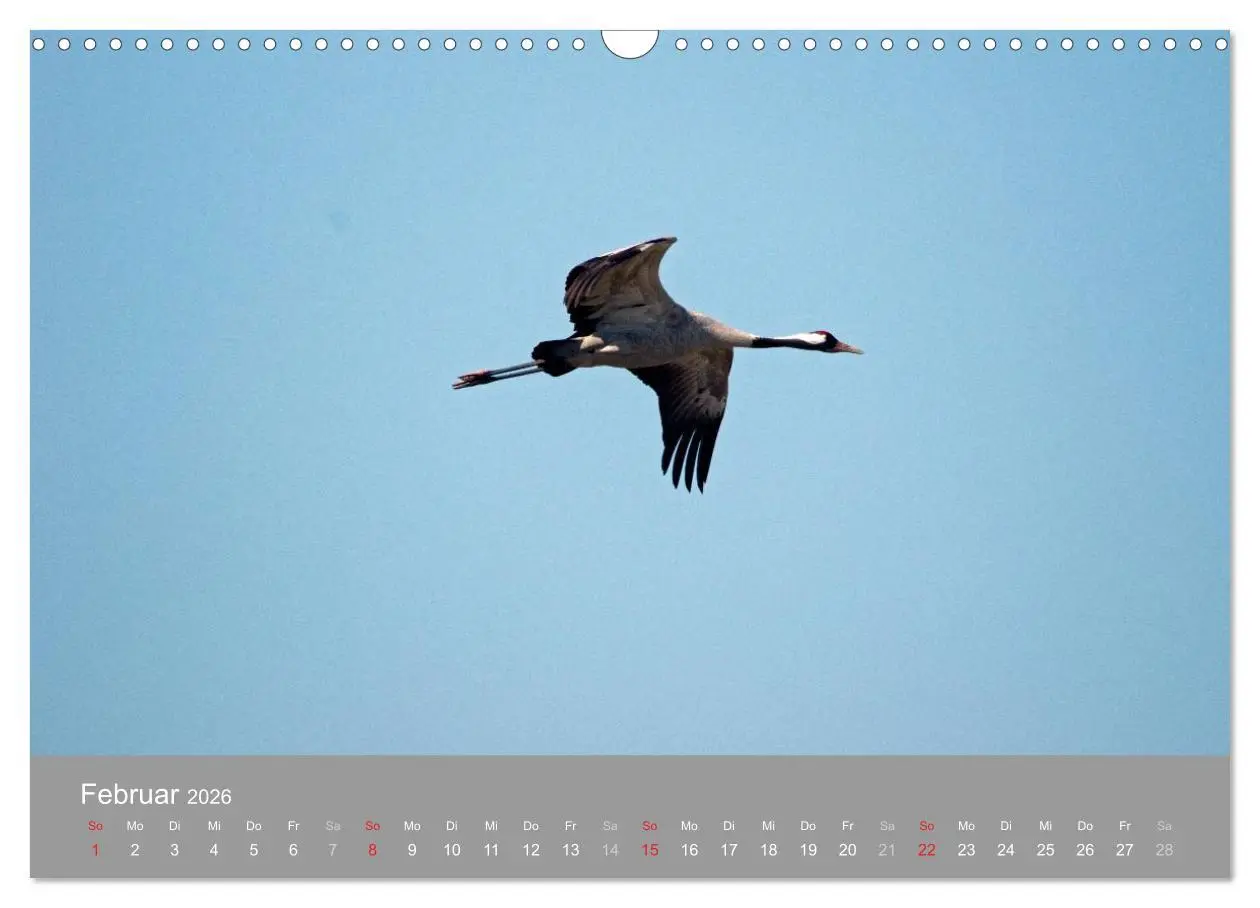 Bild: 9783516092998 | Kraniche in Vorpommern (Wandkalender 2026 DIN A3 quer), CALVENDO...