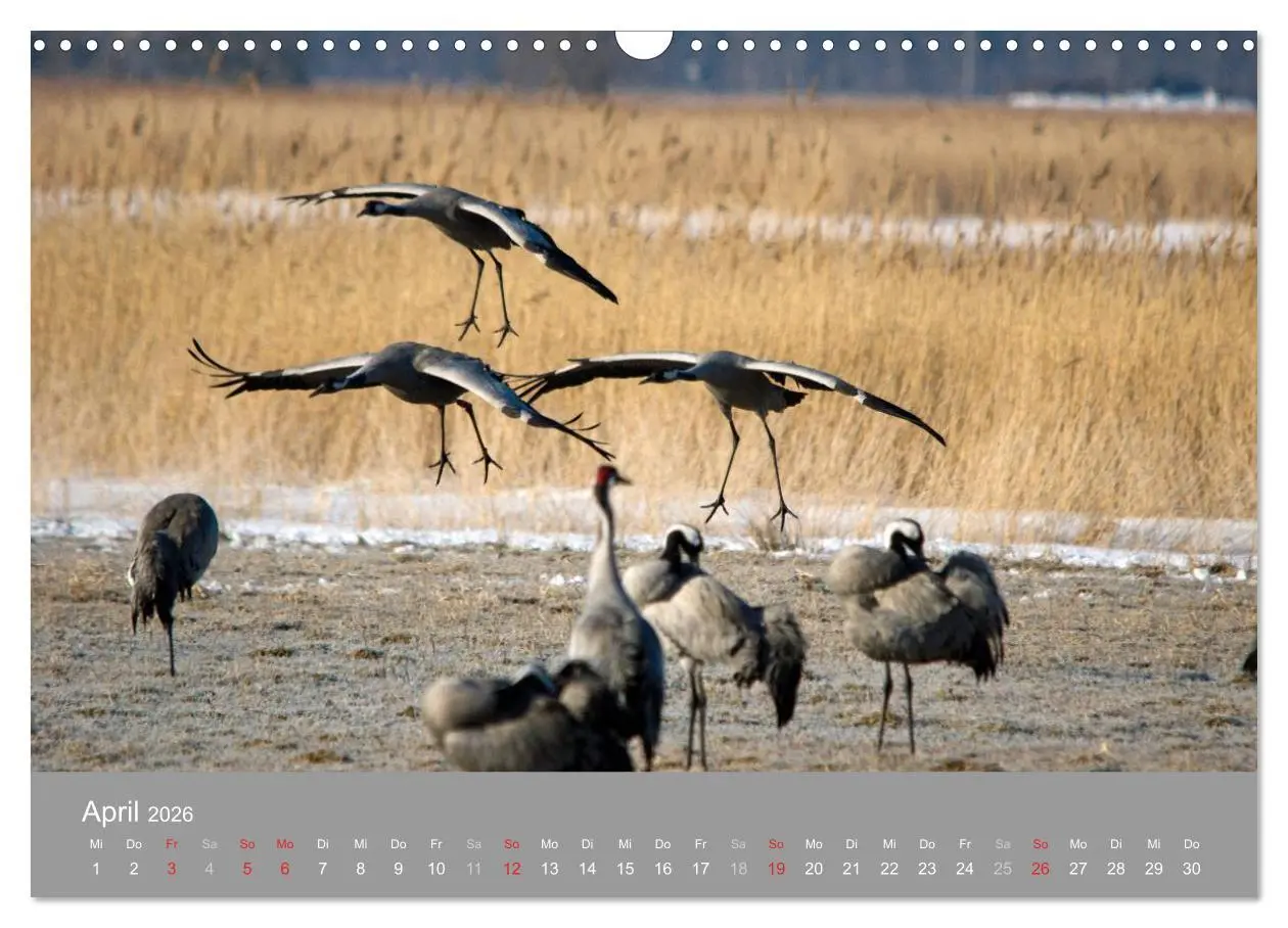 Bild: 9783516092998 | Kraniche in Vorpommern (Wandkalender 2026 DIN A3 quer), CALVENDO...