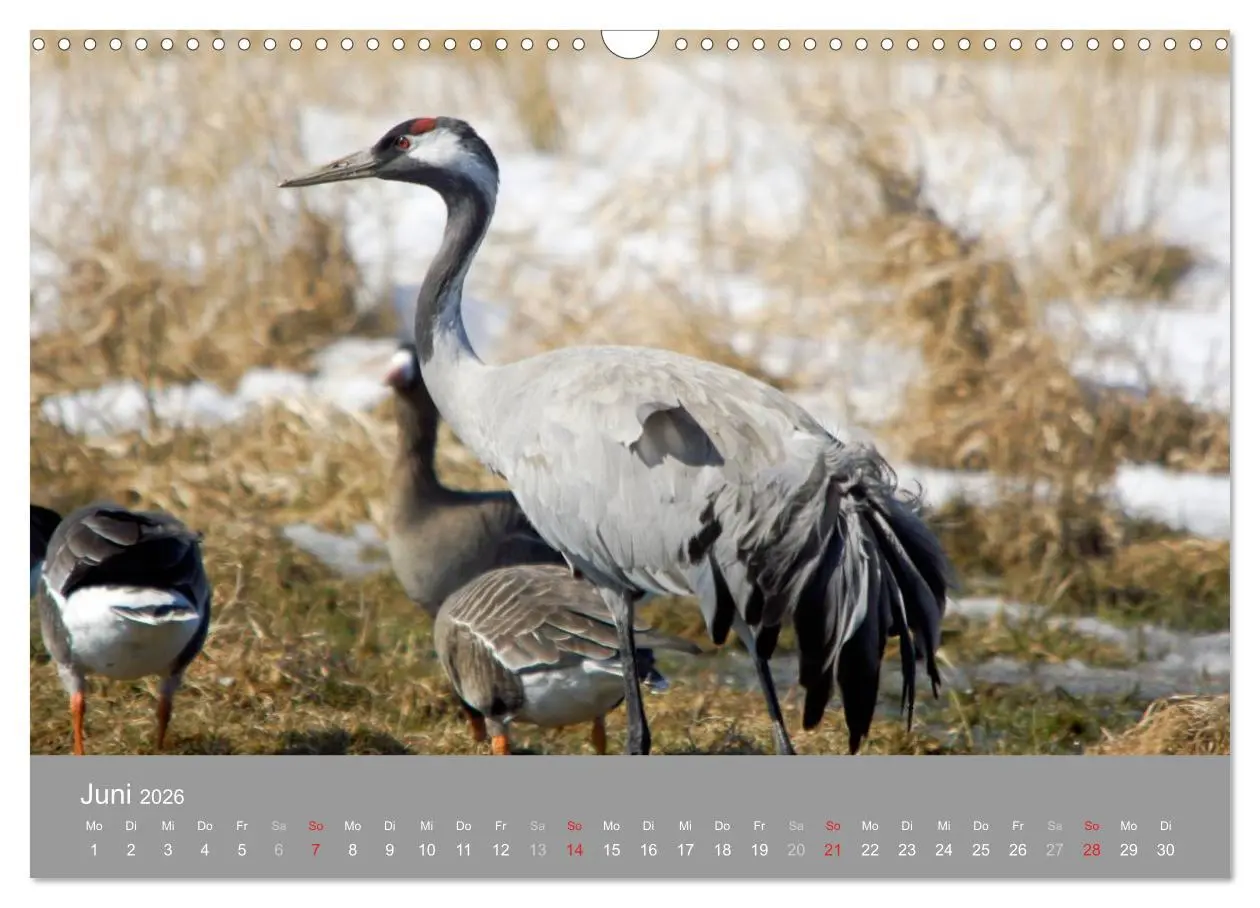 Bild: 9783516092998 | Kraniche in Vorpommern (Wandkalender 2026 DIN A3 quer), CALVENDO...