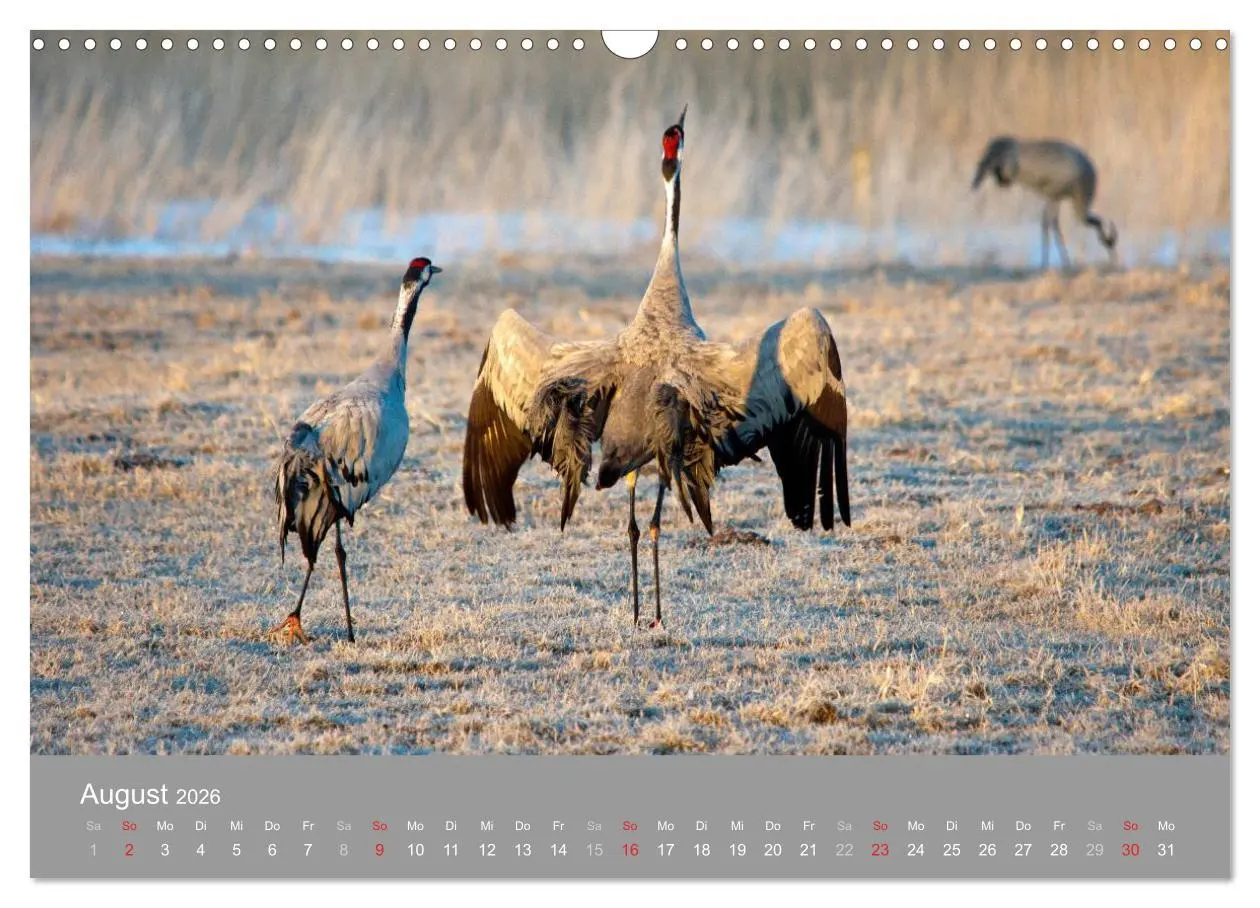Bild: 9783516092998 | Kraniche in Vorpommern (Wandkalender 2026 DIN A3 quer), CALVENDO...