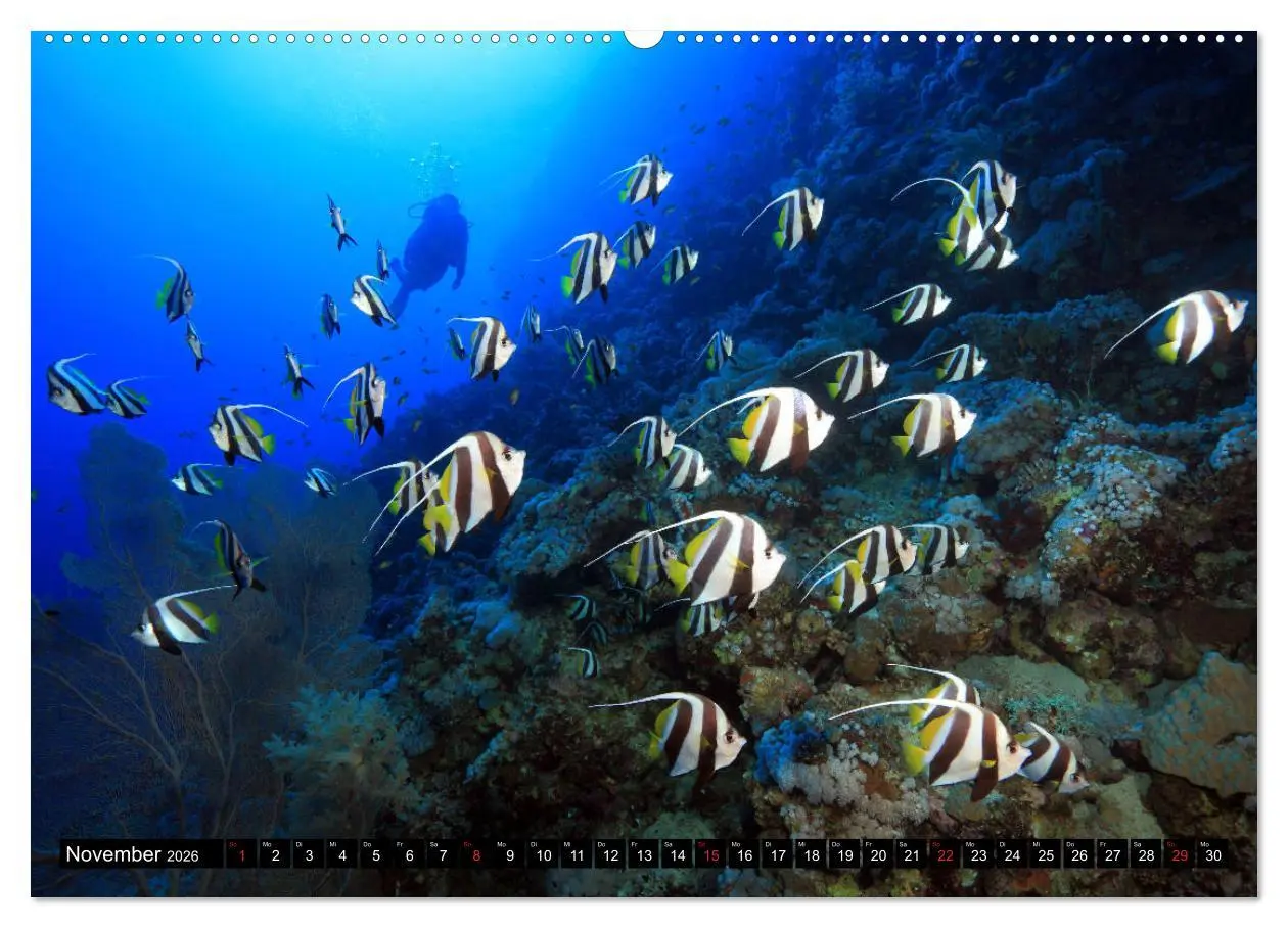 Bild: 9783457723098 | Rotes Meer Unterwasser (Wandkalender 2026 DIN A2 quer), CALVENDO...