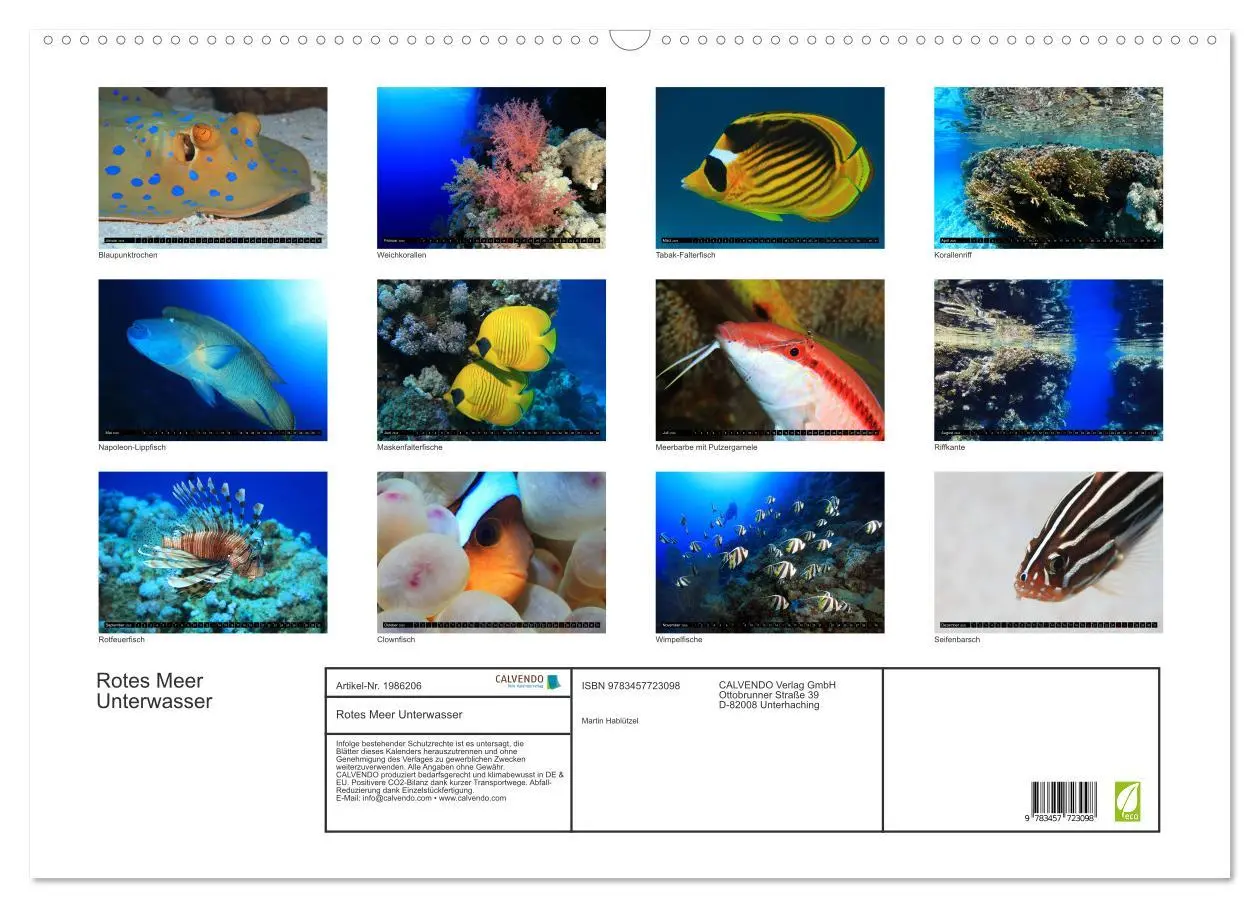 Bild: 9783457723098 | Rotes Meer Unterwasser (Wandkalender 2026 DIN A2 quer), CALVENDO...