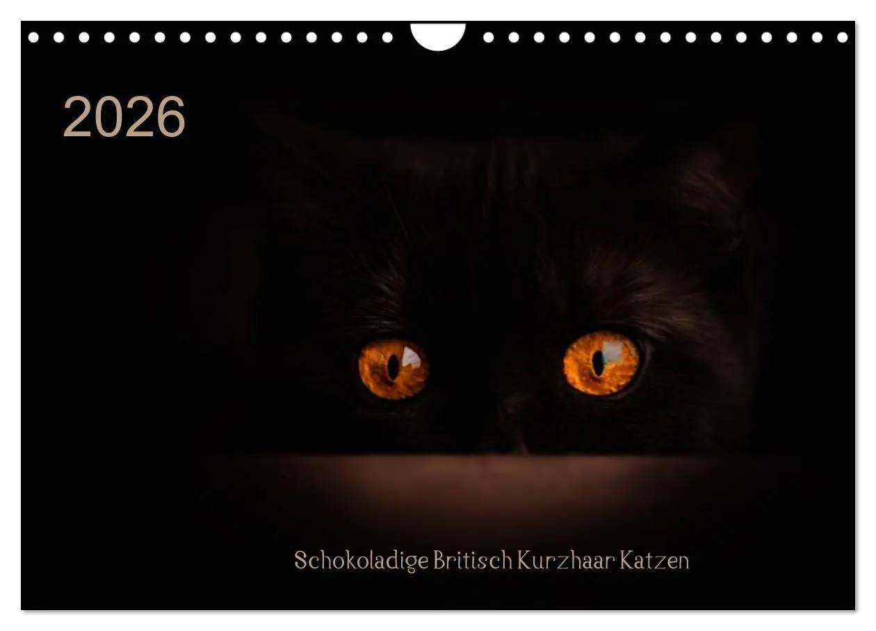 Cover: 9783457963098 | Schokoladige Britisch Kurzhaar Katzen (Wandkalender 2026 DIN A4...