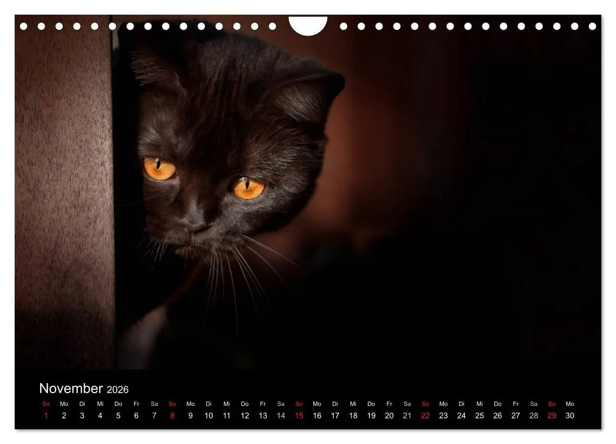 Bild: 9783457963098 | Schokoladige Britisch Kurzhaar Katzen (Wandkalender 2026 DIN A4...
