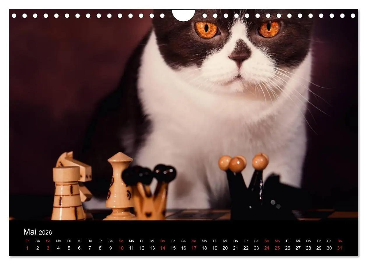 Bild: 9783457963098 | Schokoladige Britisch Kurzhaar Katzen (Wandkalender 2026 DIN A4...