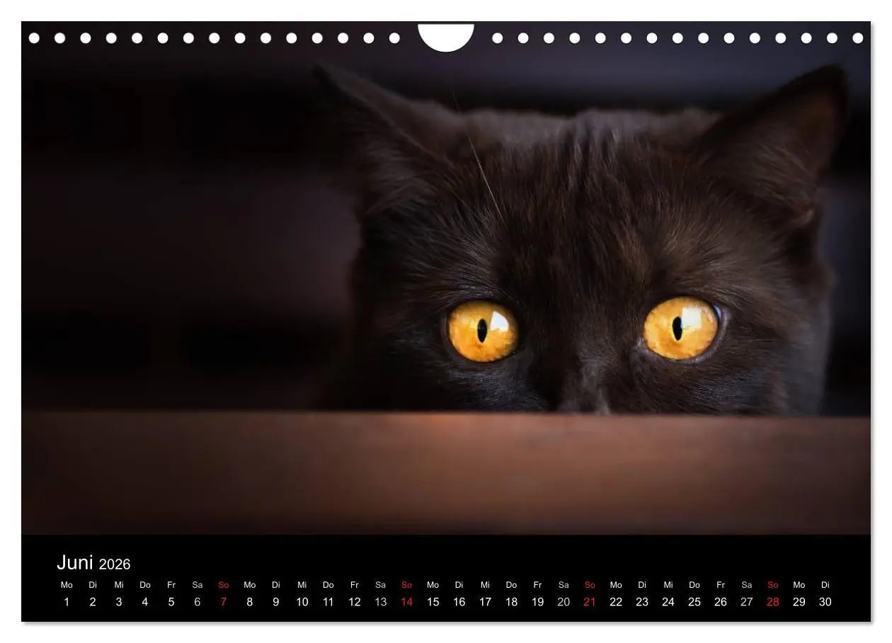 Bild: 9783457963098 | Schokoladige Britisch Kurzhaar Katzen (Wandkalender 2026 DIN A4...
