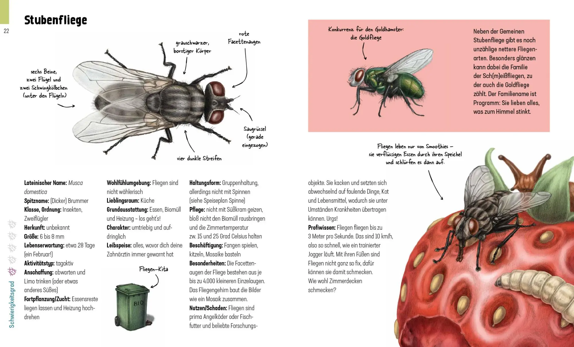 Bild: 9783954703098 | Hui, Spinne! Haustierchen halten für Anfänger | Lena Zeise | Buch