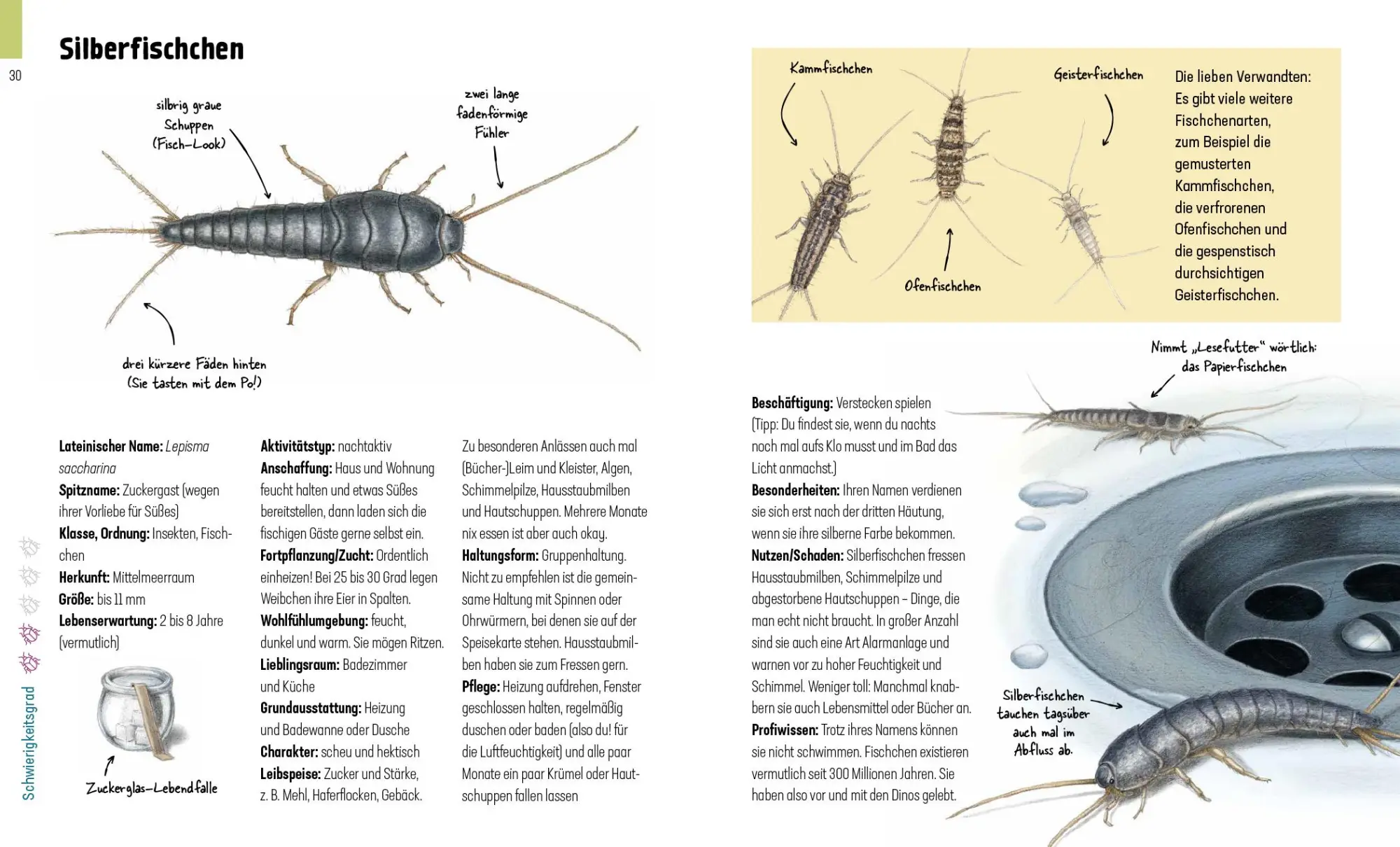 Bild: 9783954703098 | Hui, Spinne! Haustierchen halten für Anfänger | Lena Zeise | Buch