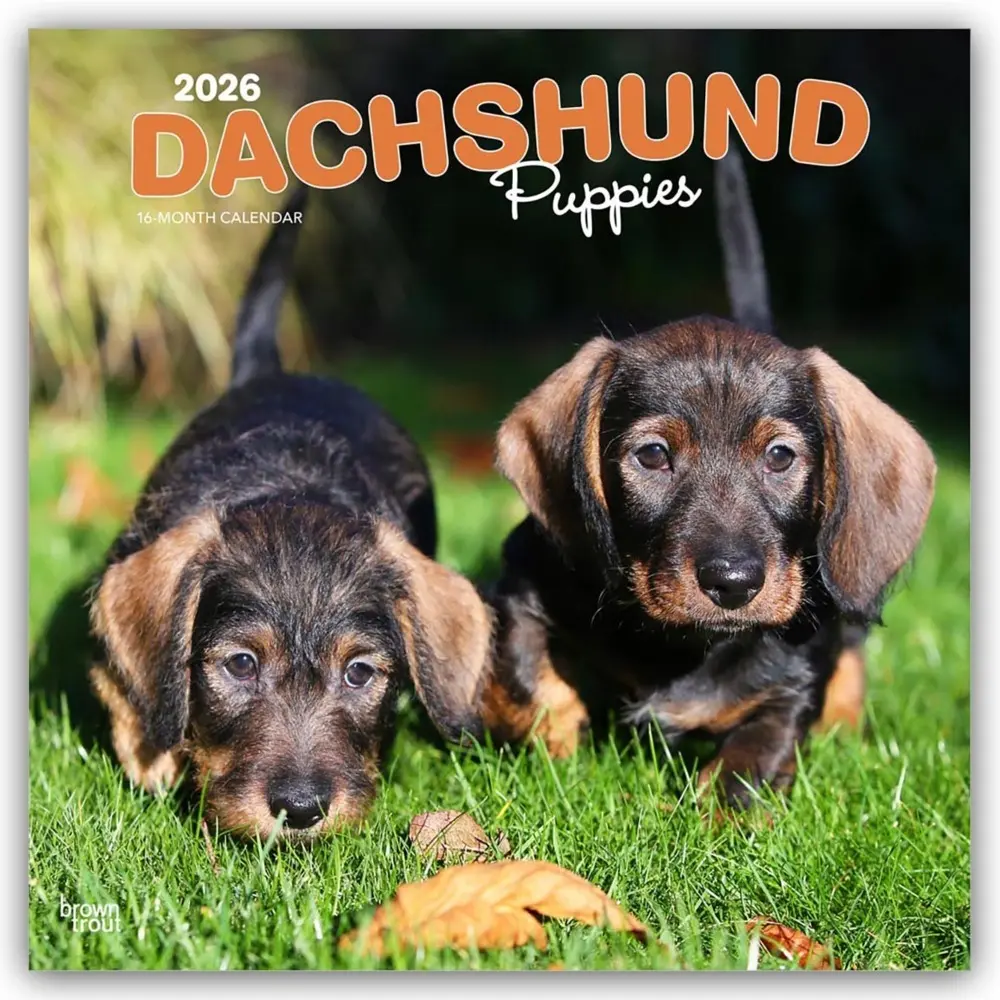 Cover: 9798330703098 | Dachshund Puppies 2026 12 X 24 Inch (Hanging) Monthly Square Wall...
