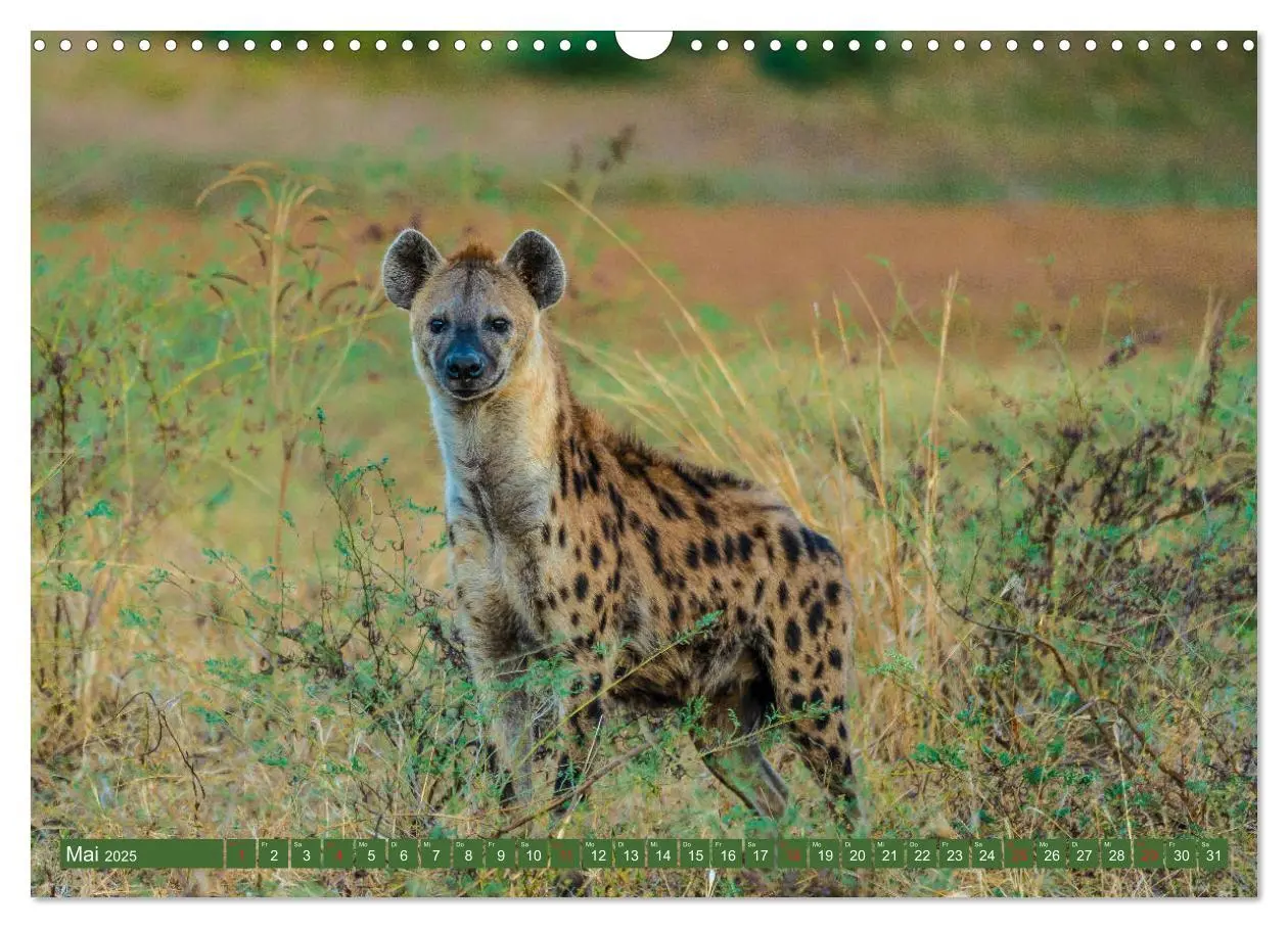 Bild: 9783435313198 | Wildlife Sambia (Wandkalender 2025 DIN A3 quer), CALVENDO...