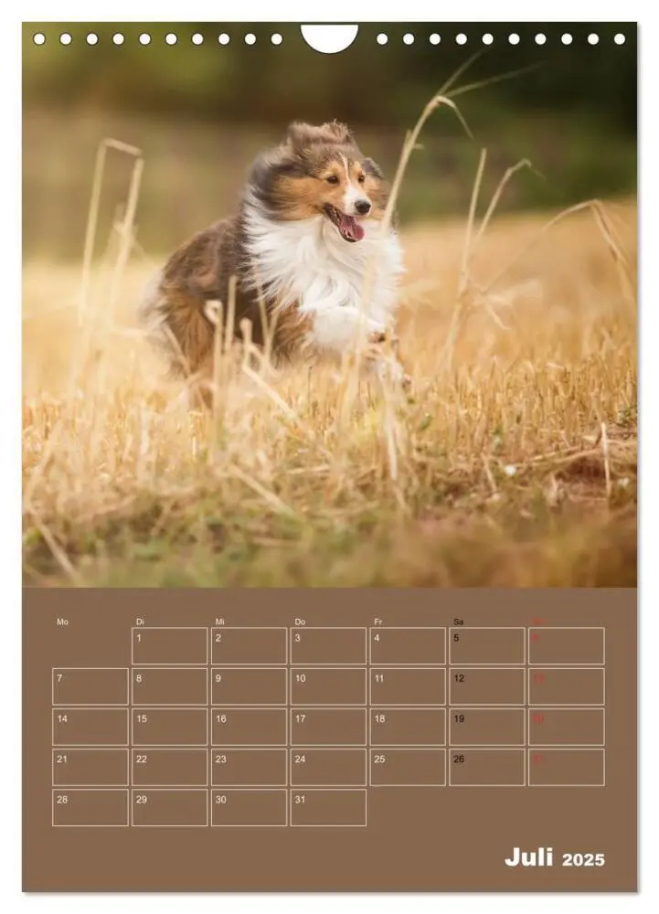 Bild: 9783457013298 | SHELTIES Herzensbrecher auf 4 Pfoten (Wandkalender 2025 DIN A4...