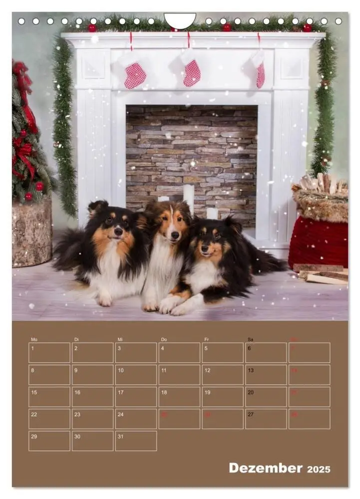 Bild: 9783457013298 | SHELTIES Herzensbrecher auf 4 Pfoten (Wandkalender 2025 DIN A4...
