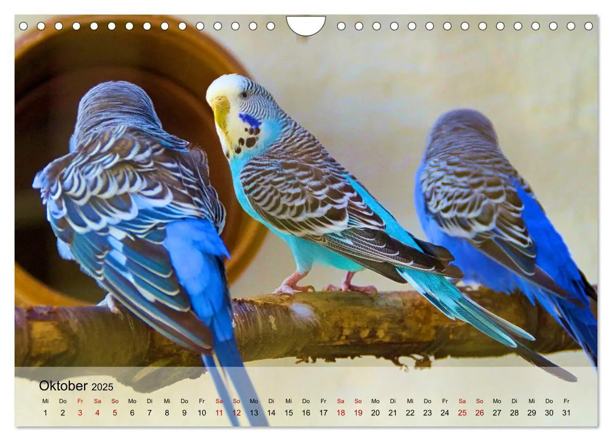 Bild: 9783383993398 | Wellensittiche - gesellige Freunde (Wandkalender 2025 DIN A4 quer),...