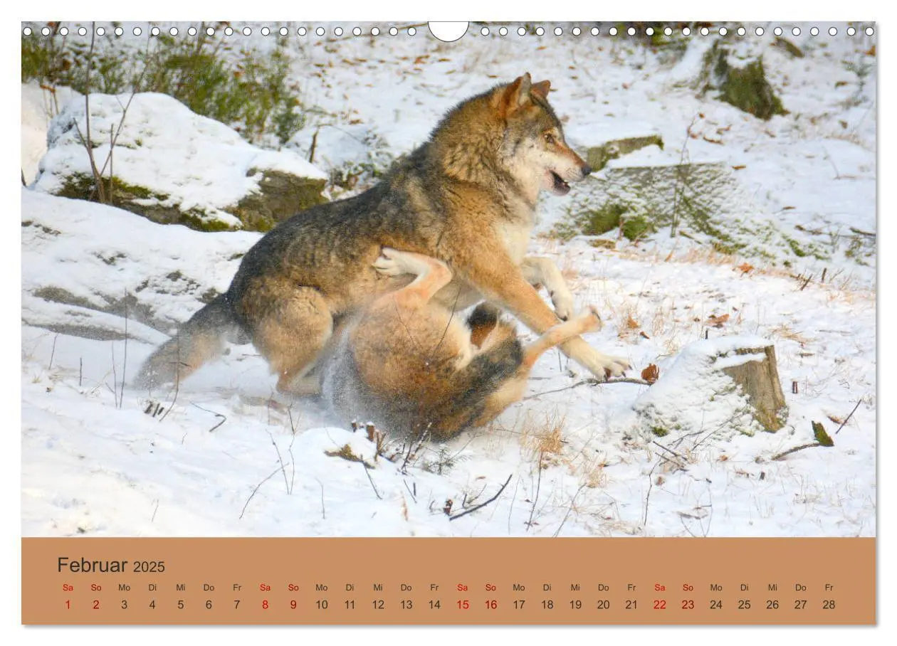 Bild: 9783435393398 | Begegnungen DER WOLF (Wandkalender 2025 DIN A3 quer), CALVENDO...