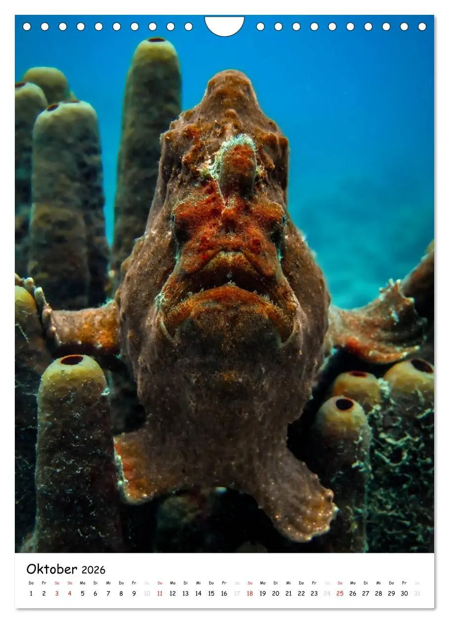 Bild: 9783516473698 | Abenteuer Tauchen (Wandkalender 2026 DIN A4 hoch), CALVENDO...