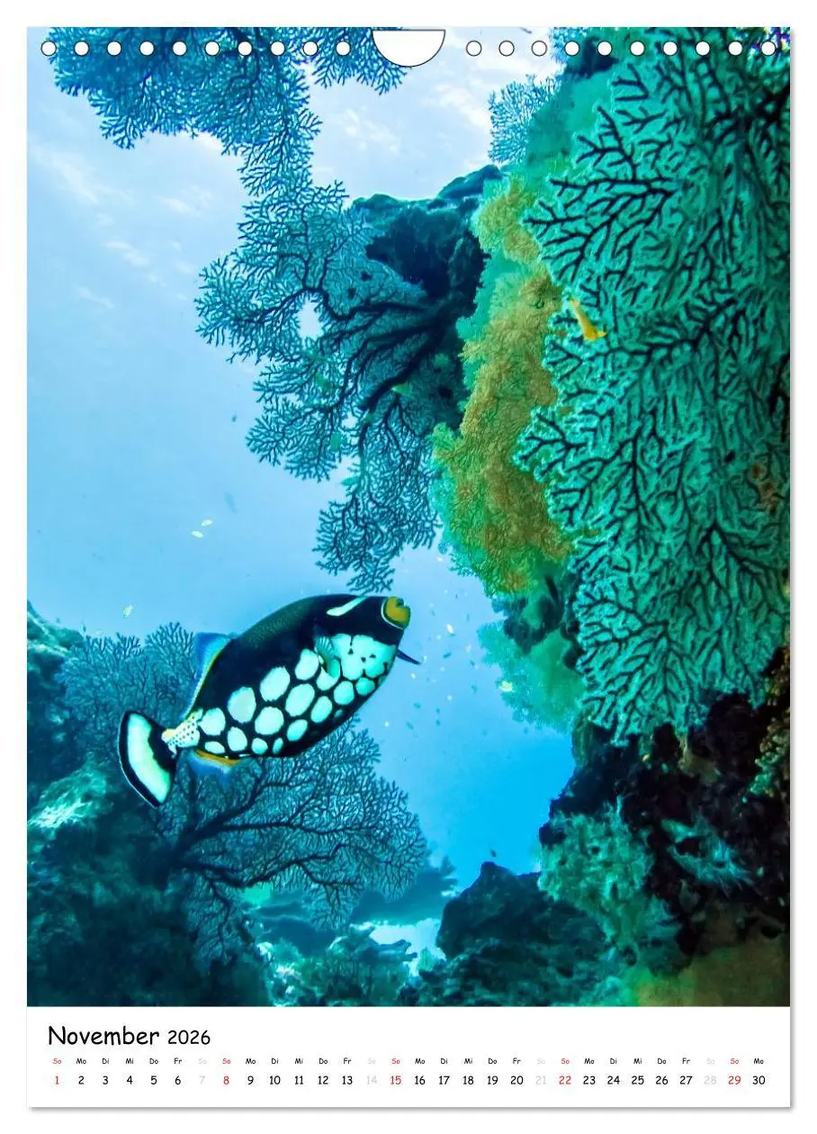 Bild: 9783516473698 | Abenteuer Tauchen (Wandkalender 2026 DIN A4 hoch), CALVENDO...